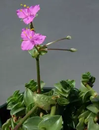 Chain plant