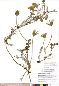 Prostrate Capeweed