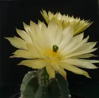Echinocereus subinermis