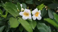 China Doll flowers