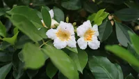 China Doll flowers