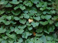 Algerian ivy