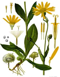 mountain arnica