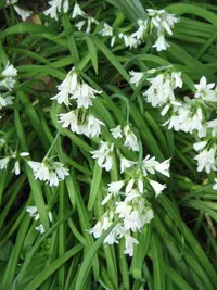 threecorner leek