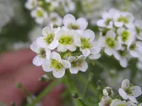 Crambe tataria