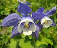 Aquilegia olympica