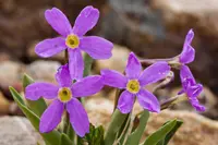 alpine primrose (Primula angustifolia) plant