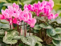 Cyclamen persicum