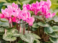 Cyclamen persicum