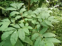 bitternut hickory