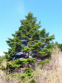 Korean Fir