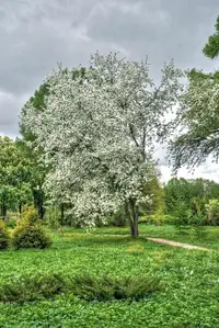 Manchurian crab apple