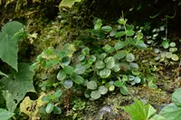 Peperomia japonica
