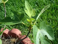 Edible Fig