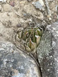 Haworthia arachnoidea var. nigricans
