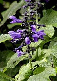 Blue Anise Sage
