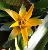 Canistropsis billbergioides