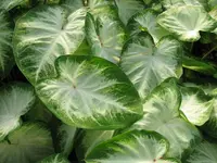 Fancy-leaf Caladium