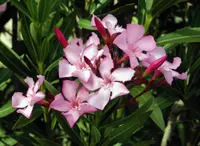Laurier rose (Nerium oleander) plant