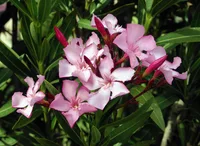 Laurier rose (Nerium oleander) plant