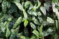 Aglaonema 'Maria' leaves