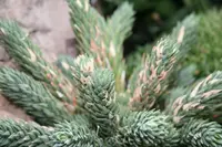 Blue Haworthia
