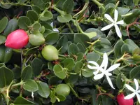 Natal plum
