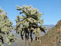 jumping cholla