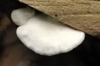 Peeling Oysterling