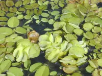 kariba-weed