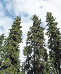 Picea glauca