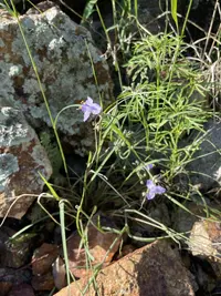 pinewoods spiderwort