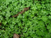 Hydrocotyle Japan (Hydrocotyle tripartita) plant