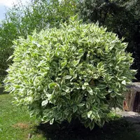 Weeping Fig