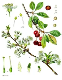 sour cherry (Prunus cerasus) plant