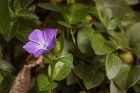 Vinca erecta