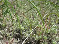 false neststraw (Ancistrocarphus filagineus) plant