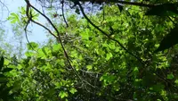 Pourouma guianensis