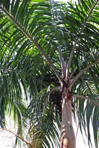 Carpentaria