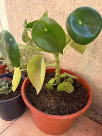 Raindrop Peperomia photo by a Botan App user