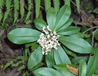 Marlberry