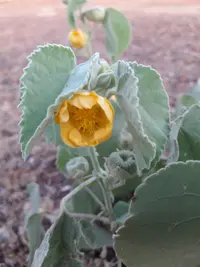 Ragged mallow (Abutilon pannosum) plant