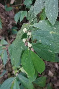 Broadleaf Elatostema