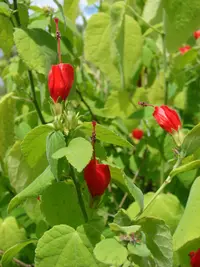 wax mallow