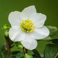 Christmas rose