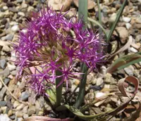 broadstemmed onion