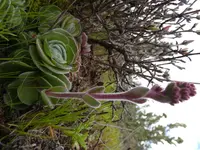 Furry Stonecrop