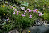 Bearn Pink (Dianthus benearnensis) plant