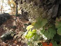 Coral Bells