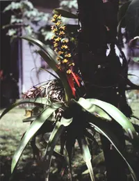 Aechmea mertensii (Aechmea mertensii) plant